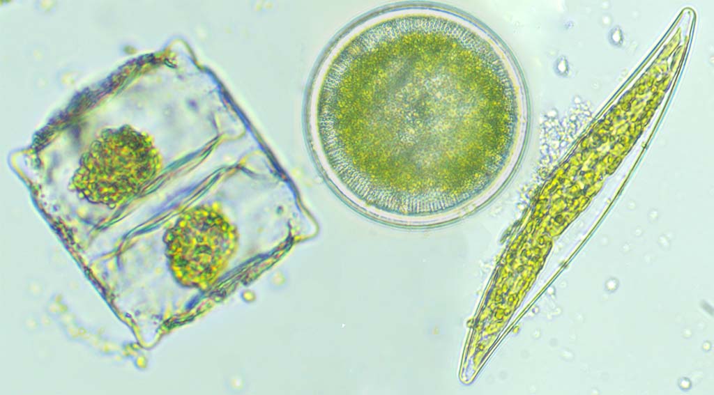 Image of collected plankton data